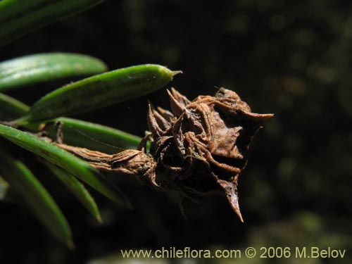 Image of Saxegothaea conspicua (Mañío hembra / Mañío de hojas cortas). Click to enlarge parts of image.